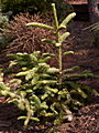 Abies procera Sherwood Aurea IMG_5016 (VALENTA) Jodła szlachetna